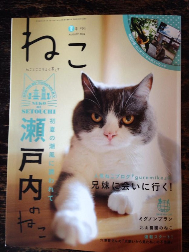 雑誌ねこに福石猫が掲載されました 福石猫の里親を探しています